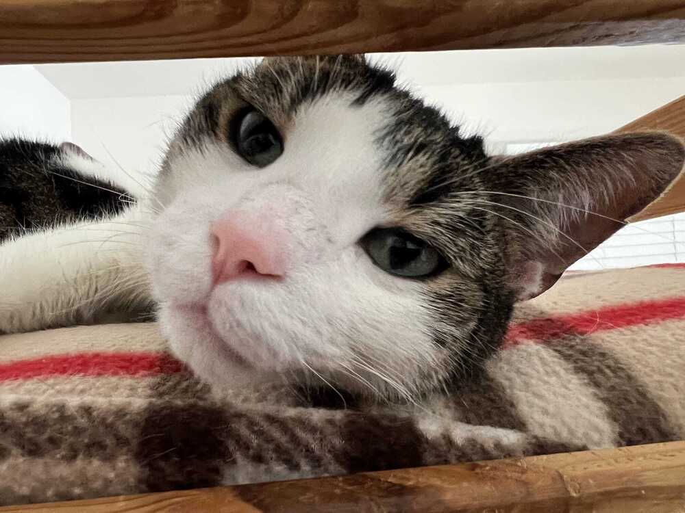 Raki
