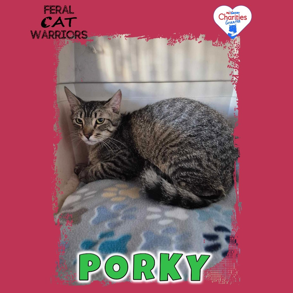 Porky, an adoptable Domestic Short Hair in Kingman, AZ, 86401 | Photo Image 1