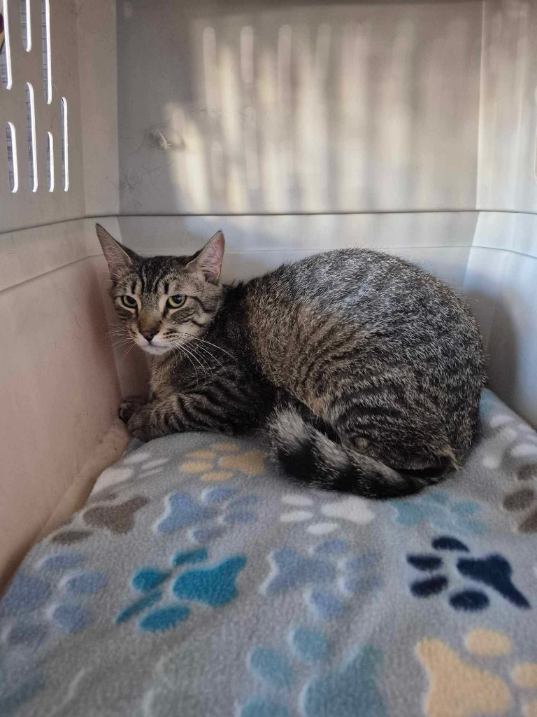 Porky, an adoptable Domestic Short Hair in Kingman, AZ, 86401 | Photo Image 2