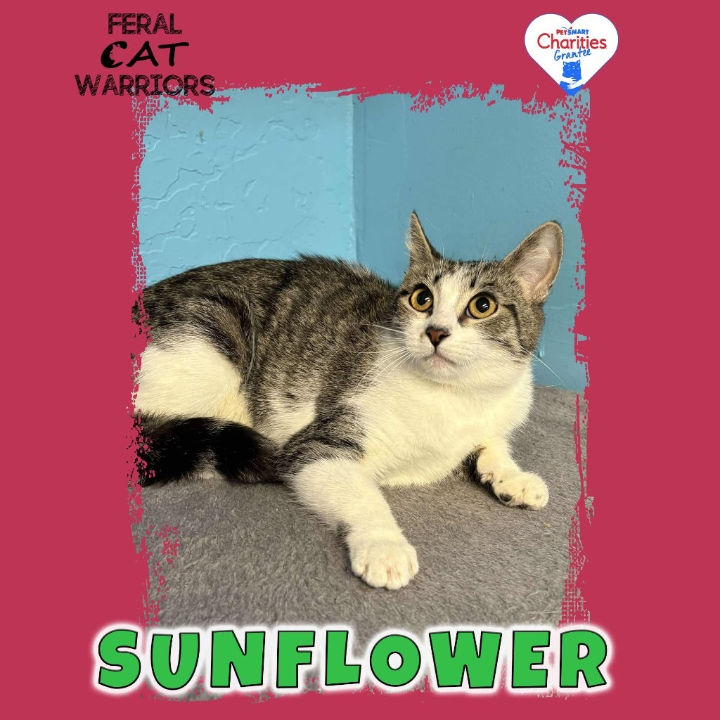 Sunflower, an adoptable Domestic Short Hair in Kingman, AZ, 86401 | Photo Image 1