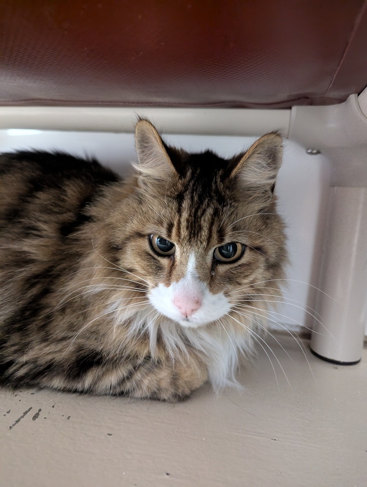 Rascal, an adoptable Domestic Long Hair in Salmon, ID, 83467 | Photo Image 1