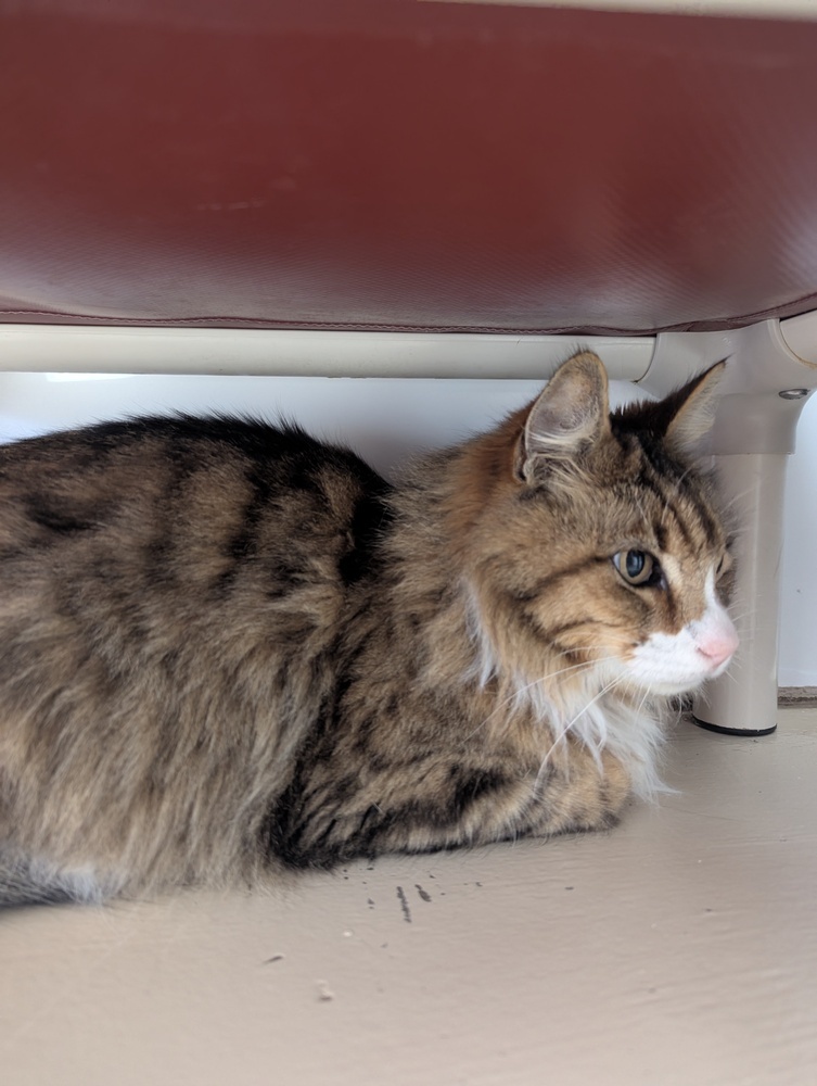 Rascal, an adoptable Domestic Long Hair in Salmon, ID, 83467 | Photo Image 2