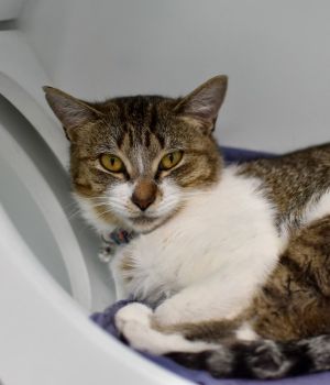 Siri has so much sweetness packed into her small body This petite girl came to Good Mews from anoth