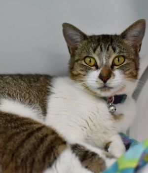 Siri Domestic Short Hair Cat