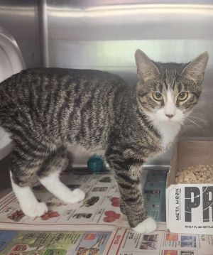 Chopper, Baby Female Domestic Short Hair