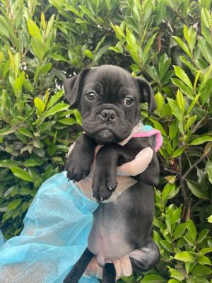 Introducing Nestle the tiniest bundle of joy with the biggest heart Born at our rescue after we to