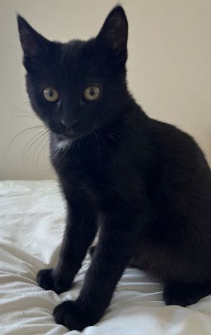 Dell, Baby Female Domestic Short Hair
