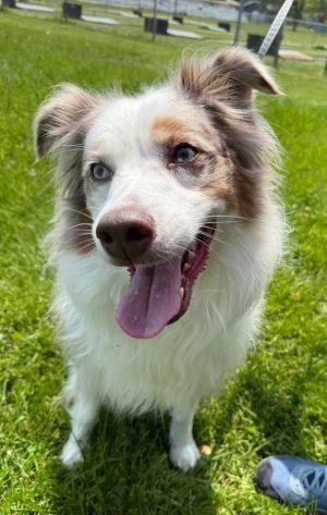 Gracie, Adult Female Australian Shepherd