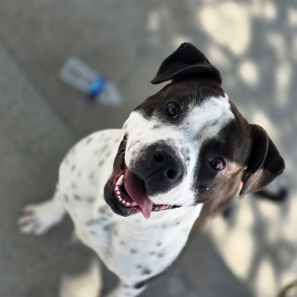 Gadget (Gidget)