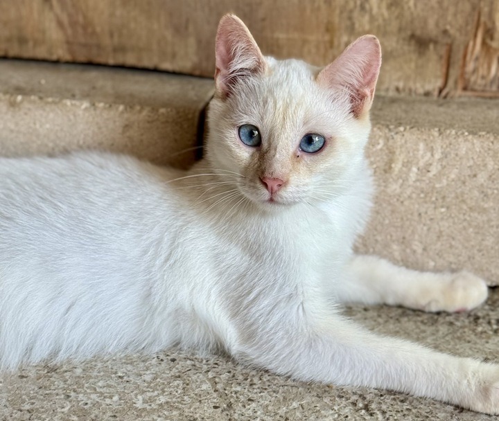 Picatso, an adoptable Ragdoll, Siamese in New Braunfels, TX, 78130 | Photo Image 1