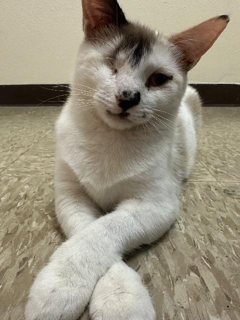 Leela