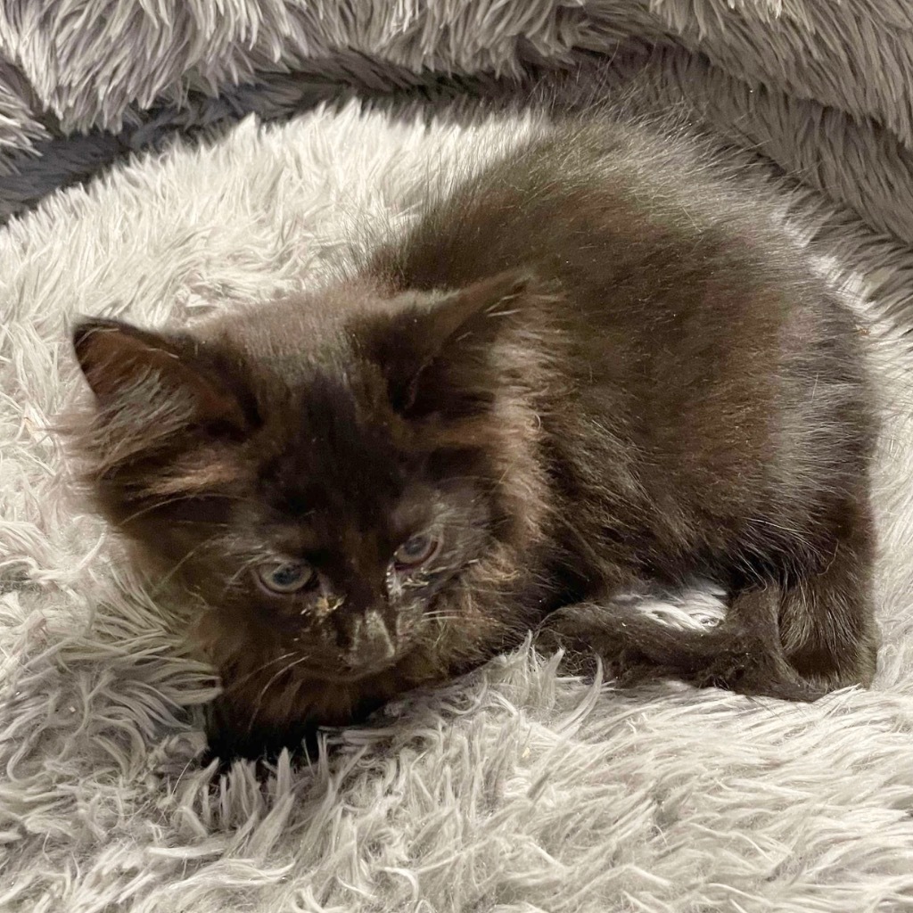 Fluffy black