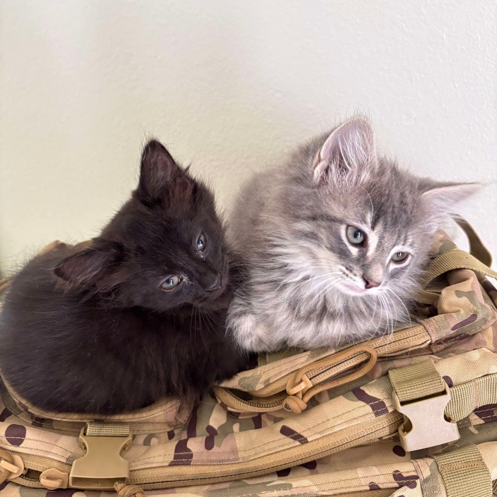 Fluffy black