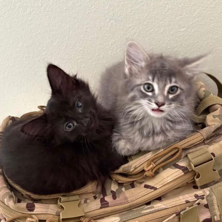 Fluffy black