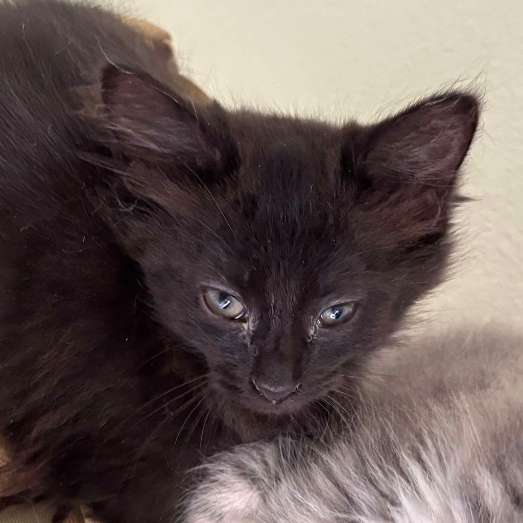 Fluffy black