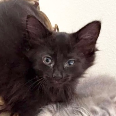 Fluffy black