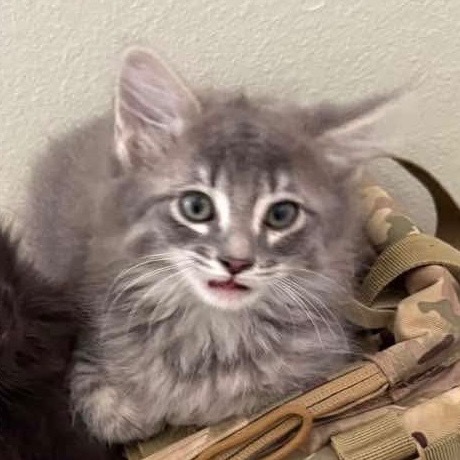 Fluffy grey