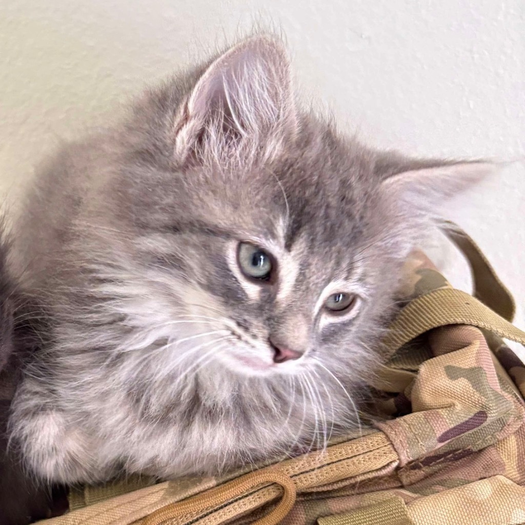 Fluffy grey