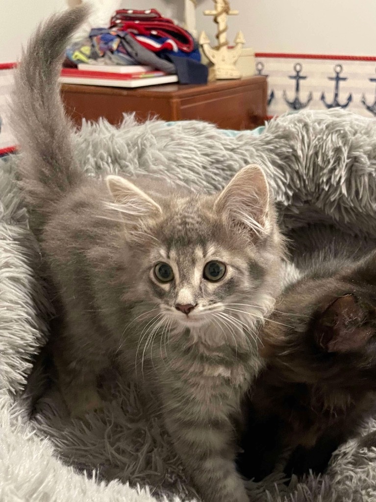 Fluffy grey