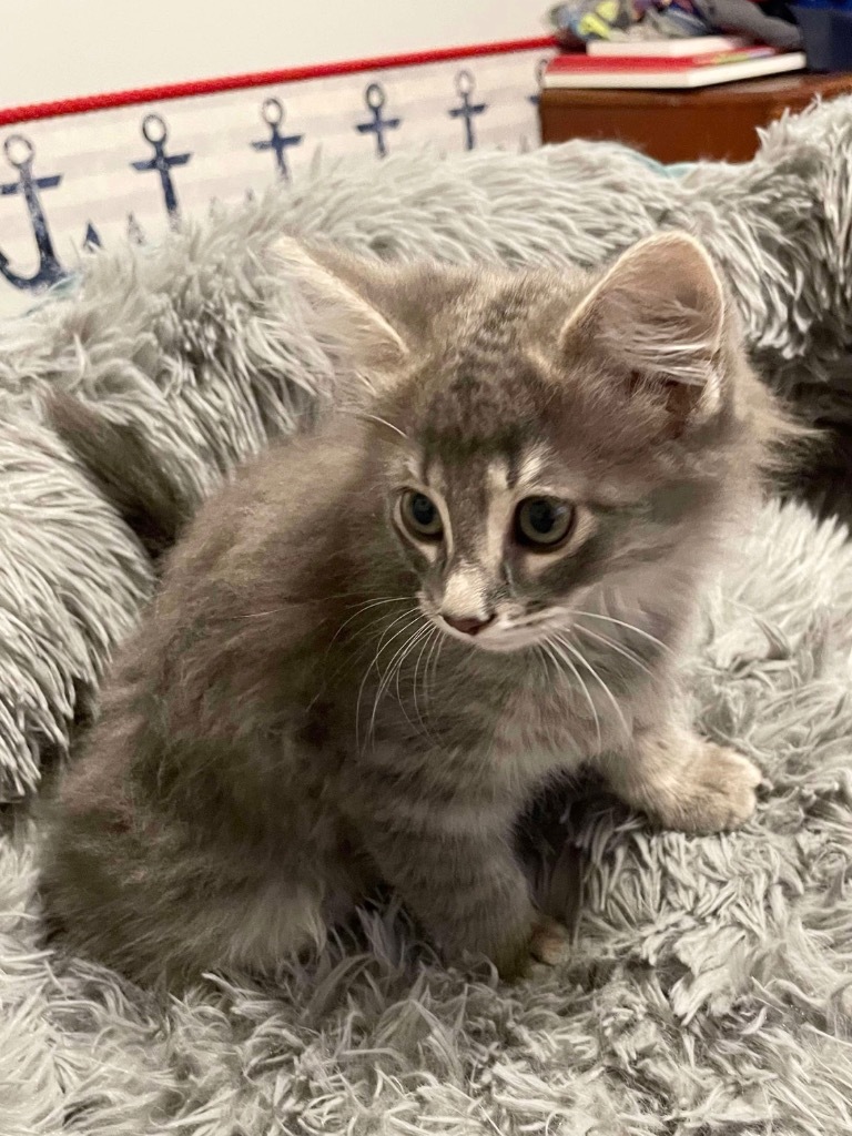 Fluffy grey
