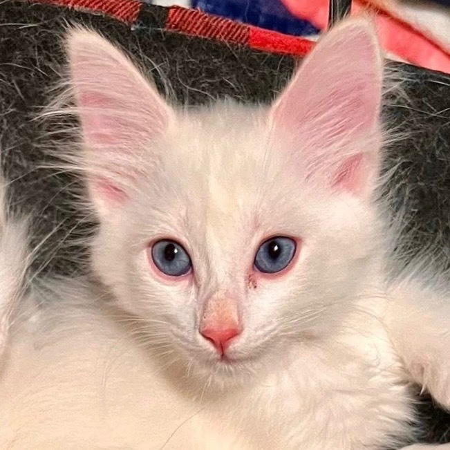 White fluffy 2, an adoptable Balinese in New Braunfels, TX, 78130 | Photo Image 1