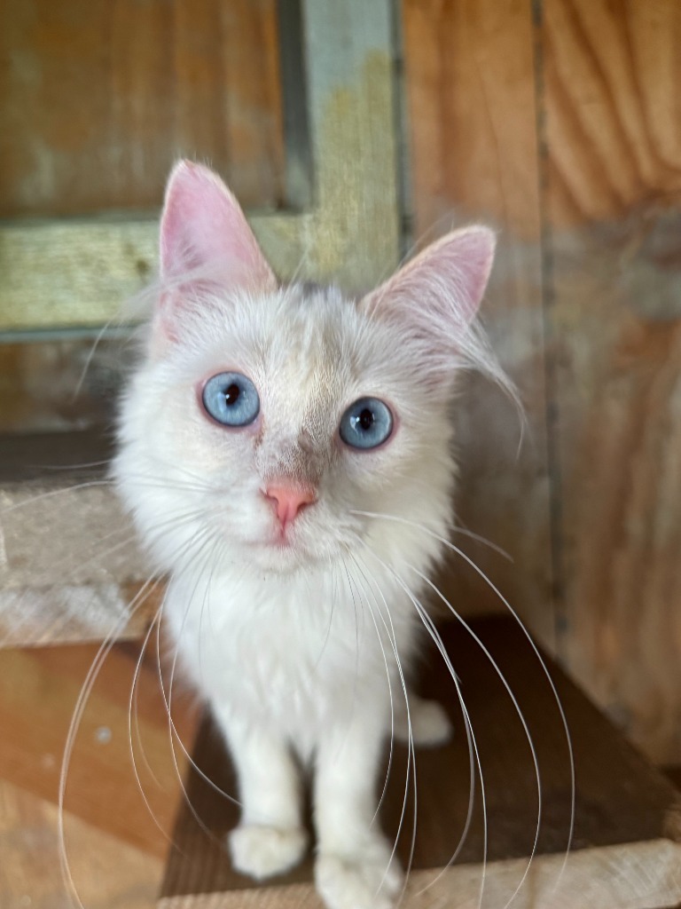Frida Katlo, an adoptable Balinese, Siamese in New Braunfels, TX, 78130 | Photo Image 1