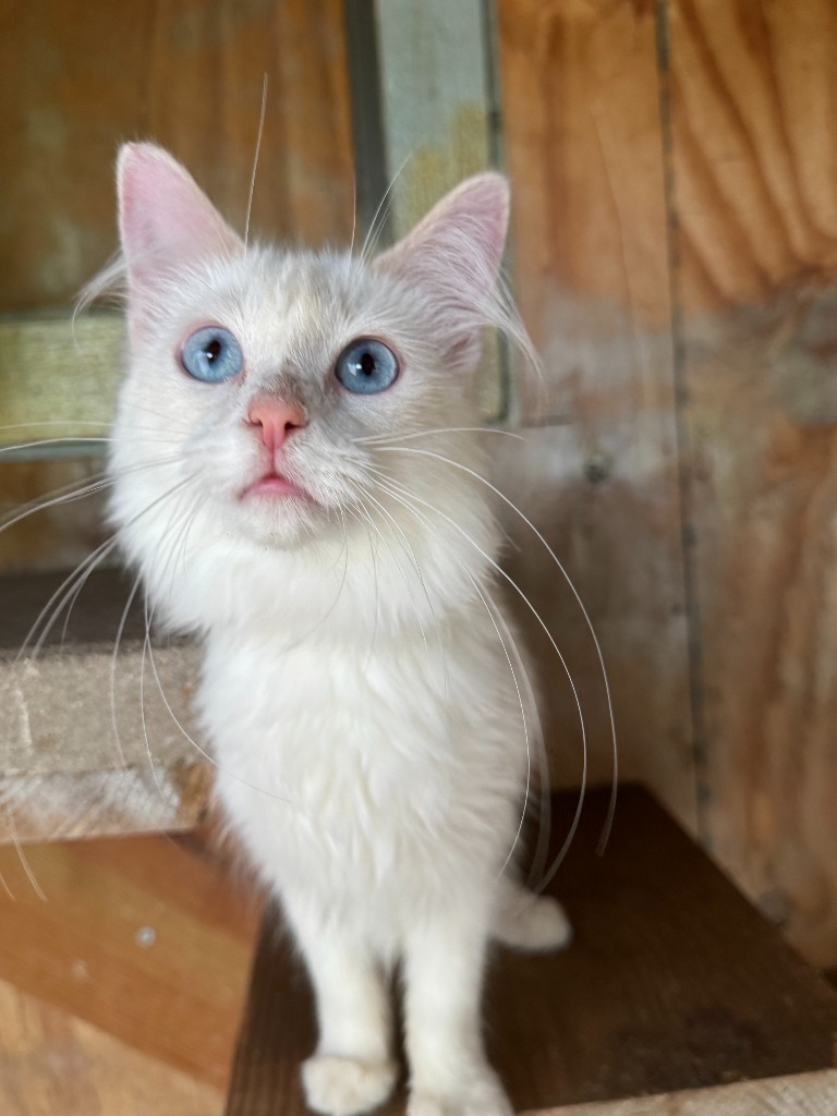 Frida Katlo, an adoptable Balinese, Siamese in New Braunfels, TX, 78130 | Photo Image 3