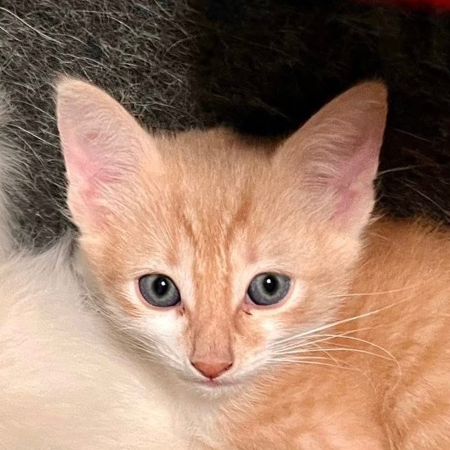 Gingerado DaVinci