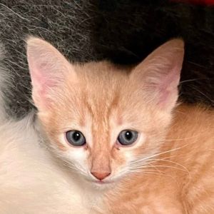 Gingerado DaVinci, Baby Male Domestic Medium Hair