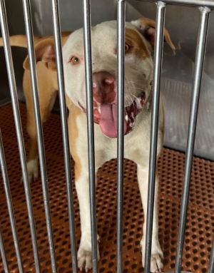 Gerald, Young Male Mixed Breed