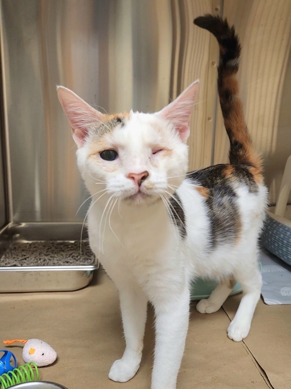 Wanda, an adoptable Domestic Short Hair in Kennewick, WA, 99336 | Photo Image 1