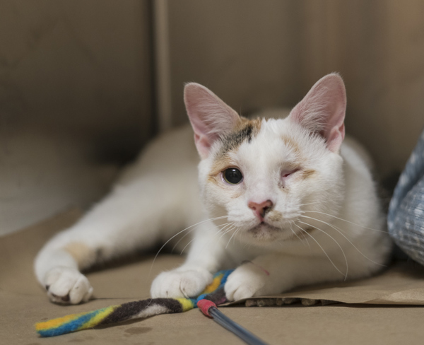Wanda, an adoptable Domestic Short Hair in Kennewick, WA, 99336 | Photo Image 3