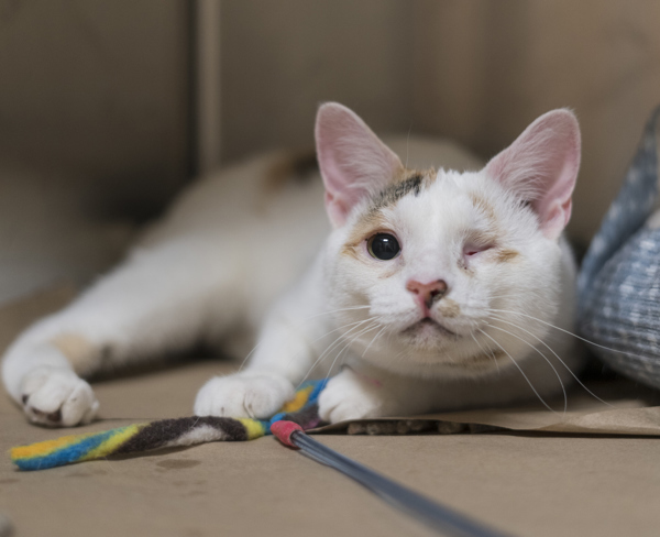 Wanda, an adoptable Domestic Short Hair in Kennewick, WA, 99336 | Photo Image 4