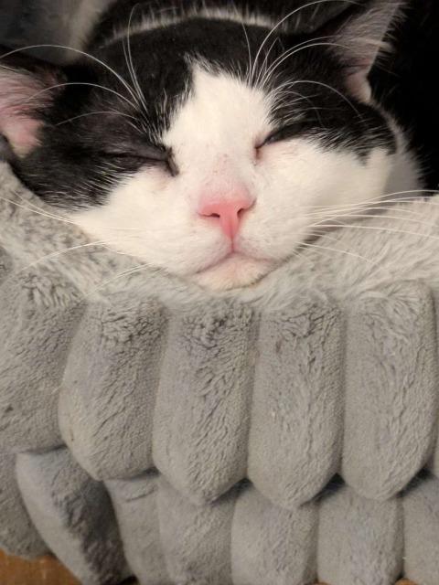 Butler, an adoptable Domestic Short Hair in Rice Lake, WI, 54868 | Photo Image 2