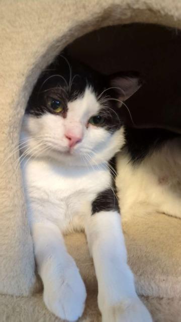 Butler, an adoptable Domestic Short Hair in Rice Lake, WI, 54868 | Photo Image 3