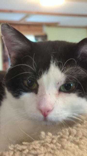 Butler, an adoptable Domestic Short Hair in Rice Lake, WI, 54868 | Photo Image 4