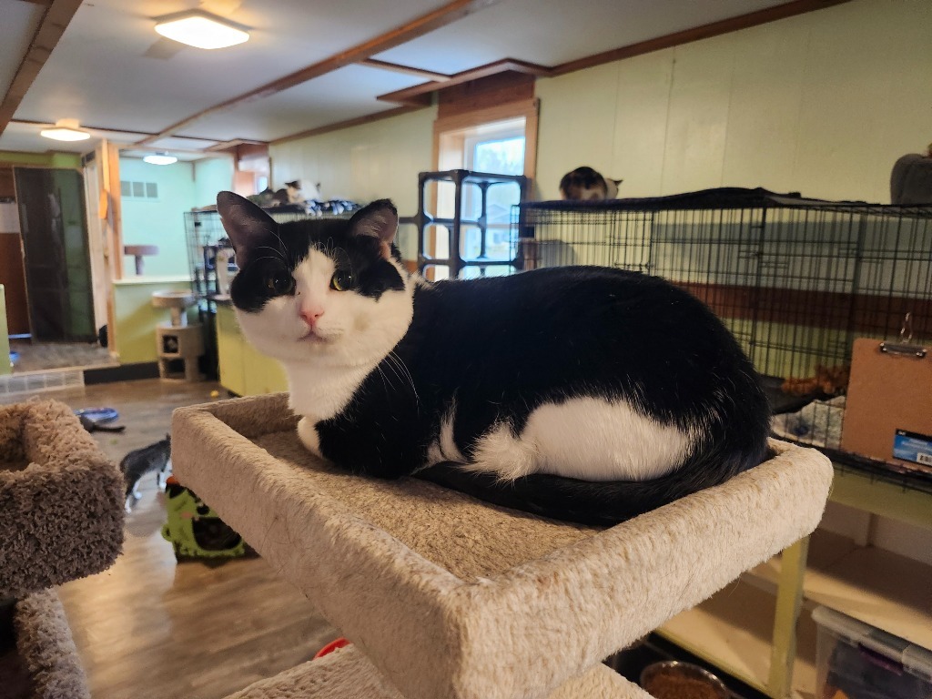 Butler, an adoptable Domestic Short Hair in Rice Lake, WI, 54868 | Photo Image 5