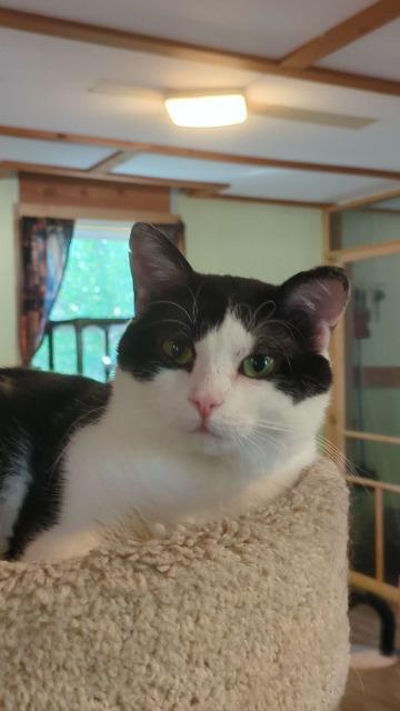 Butler, an adoptable Domestic Short Hair in Rice Lake, WI, 54868 | Photo Image 6