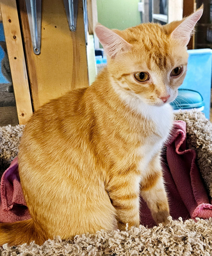 Sassy, an adoptable Domestic Short Hair in Rice Lake, WI, 54868 | Photo Image 1