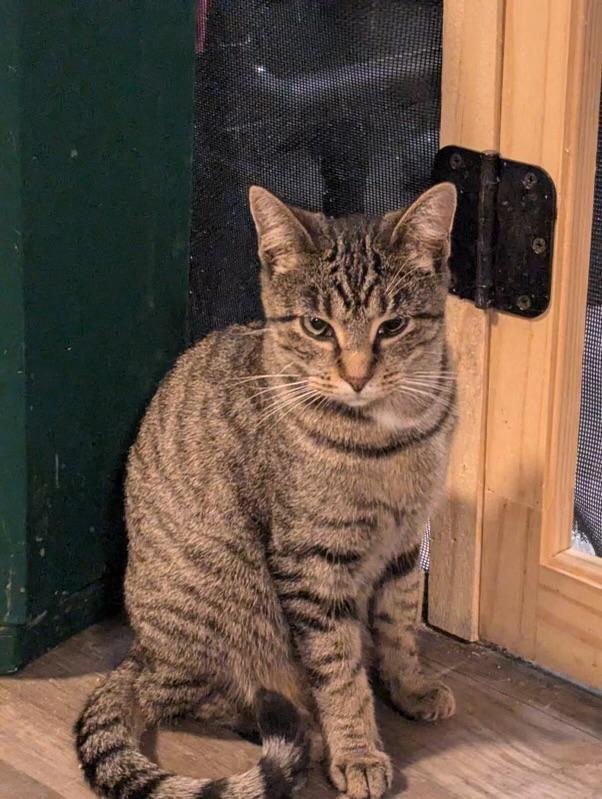 Gertie, an adoptable Domestic Short Hair in Rice Lake, WI, 54868 | Photo Image 1