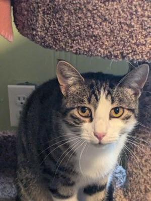Maury, an adoptable Domestic Short Hair in Rice Lake, WI, 54868 | Photo Image 1