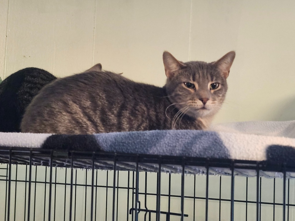 Xavier, an adoptable Domestic Short Hair in Rice Lake, WI, 54868 | Photo Image 1