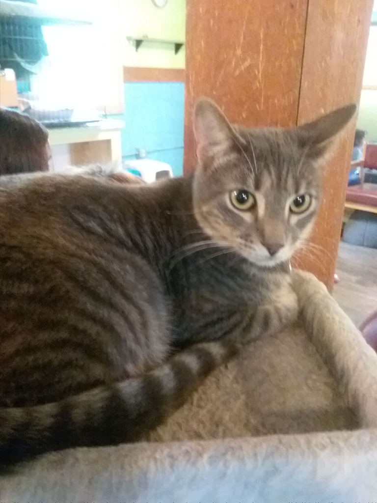 Xavier, an adoptable Domestic Short Hair in Rice Lake, WI, 54868 | Photo Image 2