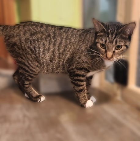 Lucinda, an adoptable Domestic Short Hair in Rice Lake, WI, 54868 | Photo Image 1