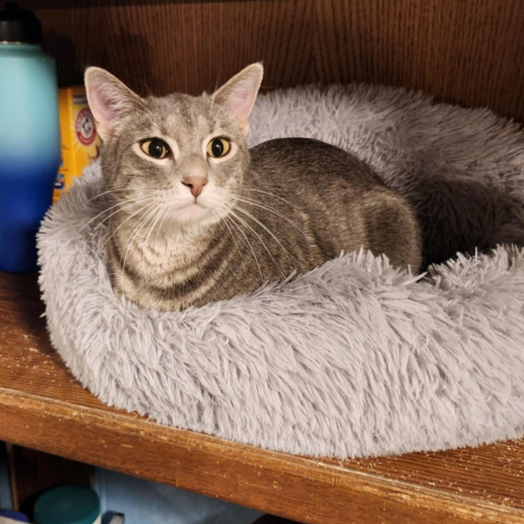 Sylvie, an adoptable Domestic Short Hair in Rice Lake, WI, 54868 | Photo Image 1