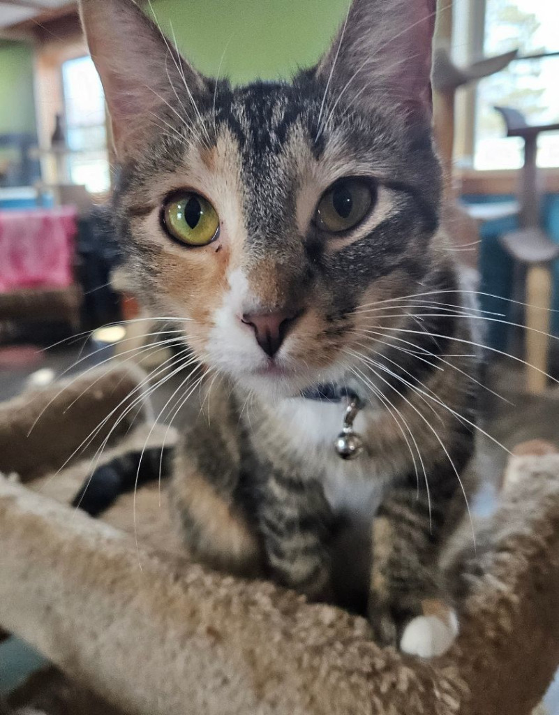 November, an adoptable Domestic Short Hair in Rice Lake, WI, 54868 | Photo Image 1