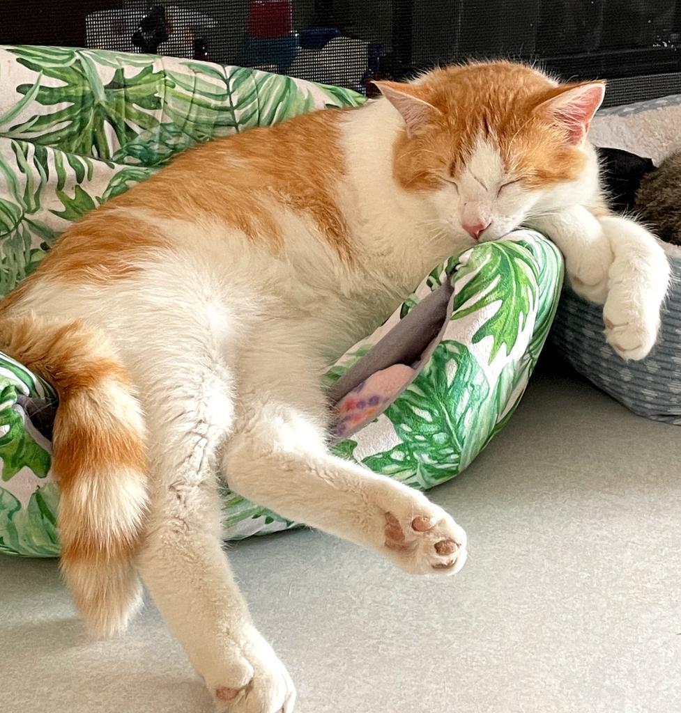 Jack-a-bee, an adoptable Domestic Short Hair in Rice Lake, WI, 54868 | Photo Image 1