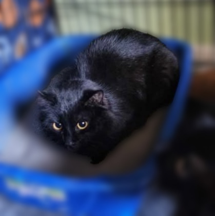 Sarina, an adoptable Domestic Medium Hair in Rice Lake, WI, 54868 | Photo Image 1