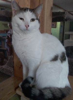 Peony, Adult Female Domestic Short Hair