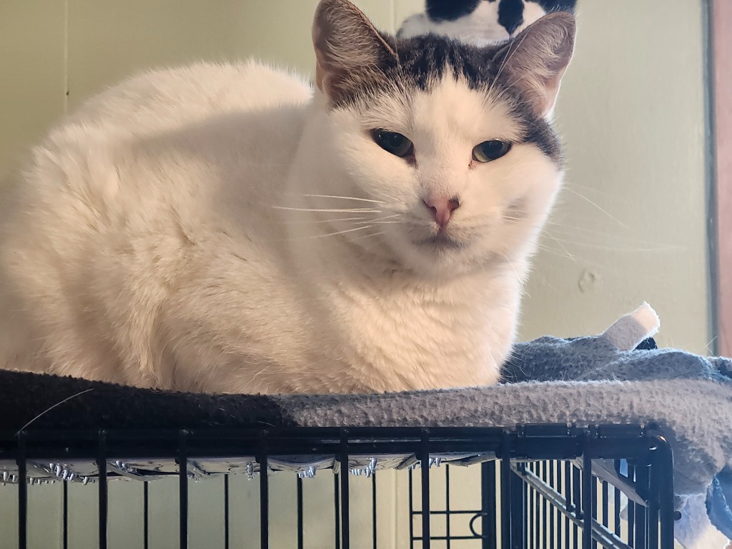 Peony, an adoptable Domestic Short Hair in Rice Lake, WI, 54868 | Photo Image 1